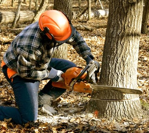 Tree Removal in Mount Solon, VA